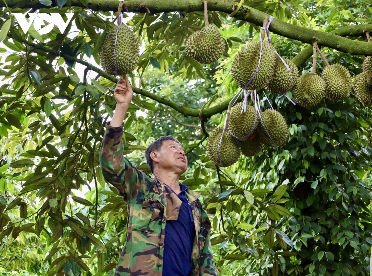 hon 4.000 ha cay an qua o Dak lak duoc cap ma so vung trong de xuat khau hinh anh 1