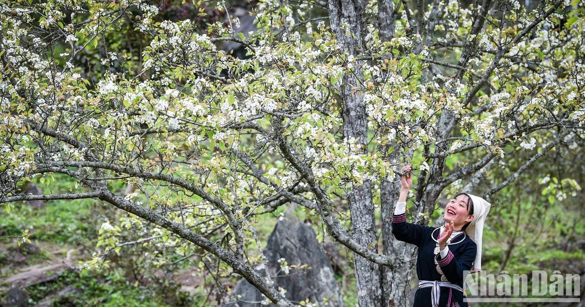 [Photo] Perdu dans le jardin de fleurs de poiriers aux allures de conte de fées à Na Hang, Tuyen Quang