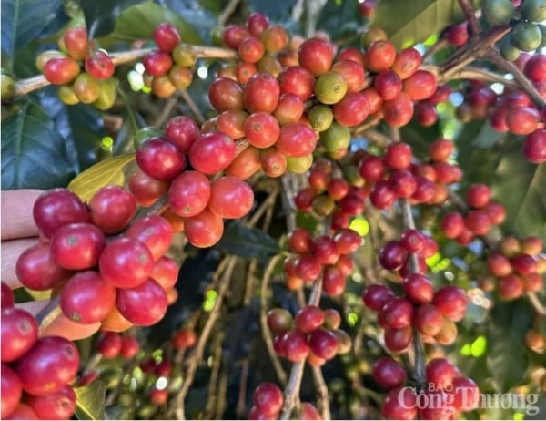 តម្លៃកាហ្វេ Robusta បានកើនឡើងដល់ 5,527 ដុល្លារ/តោន