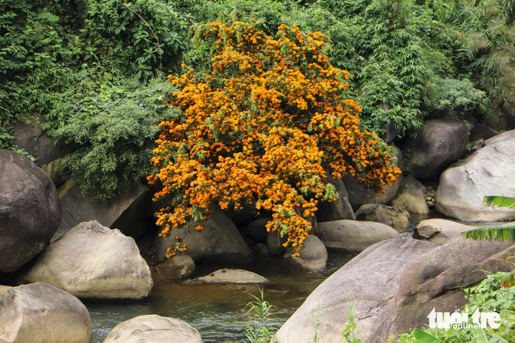 Ngắm 'suối hoa' giữa đại ngàn - Ảnh 9.