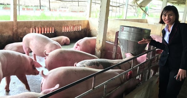 Dong Nai farmers are anxious to see the price of live pigs not "compete" with the price of breeding pigs, is there a strange move?