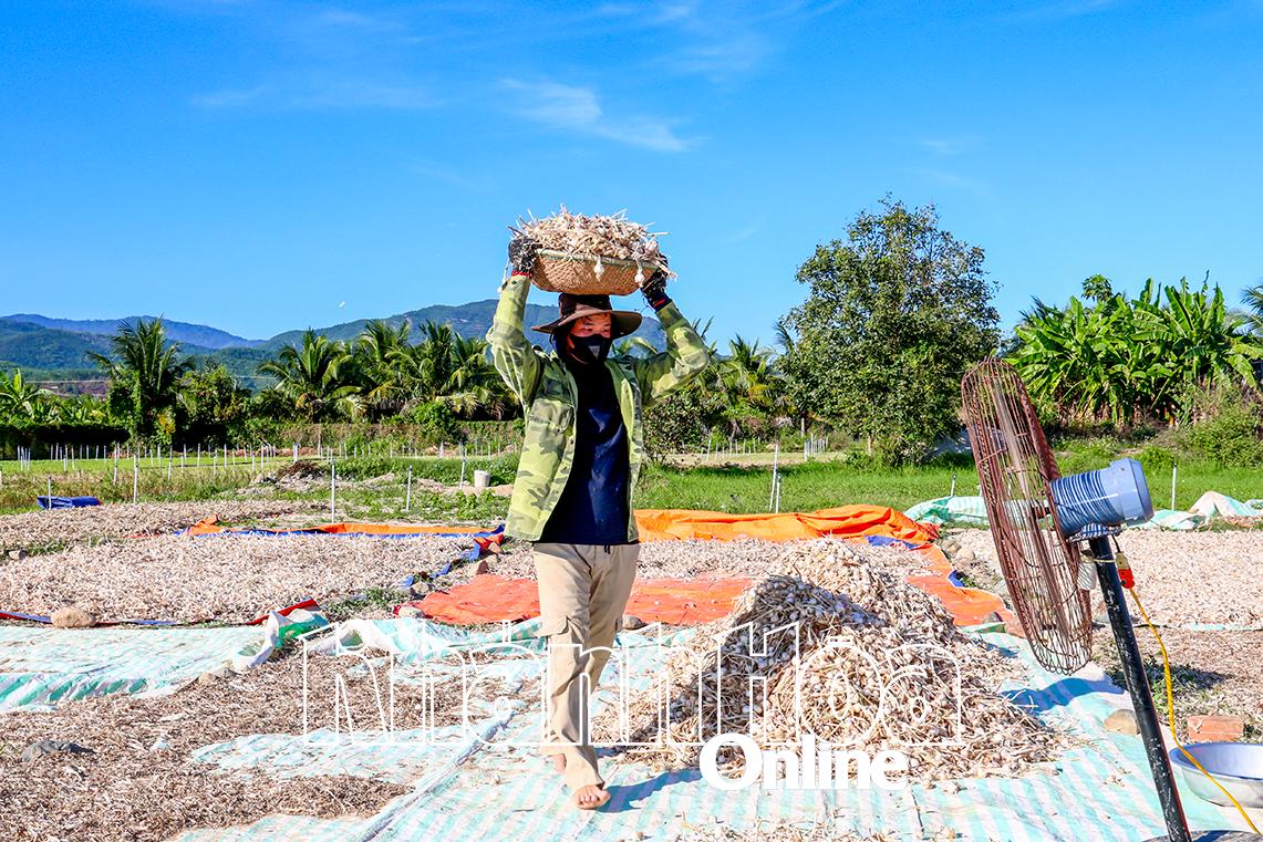 គ្រួសារខ្លះដាំខ្ទឹមហាលស្ងួត ហើយទុកវាចោល។   ចាំ​ឲ្យ​តម្លៃ​ឡើង​ជំនួស​ការ​លក់​ស្រស់  