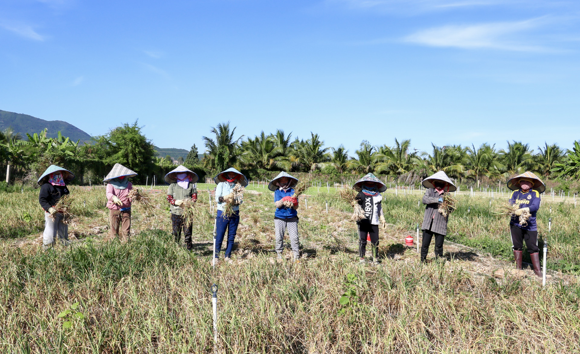 Ninh Hoa: La cosecha de ajo es buena pero el precio es bajo.