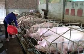 Pig prices increase, farmers cautious when restocking