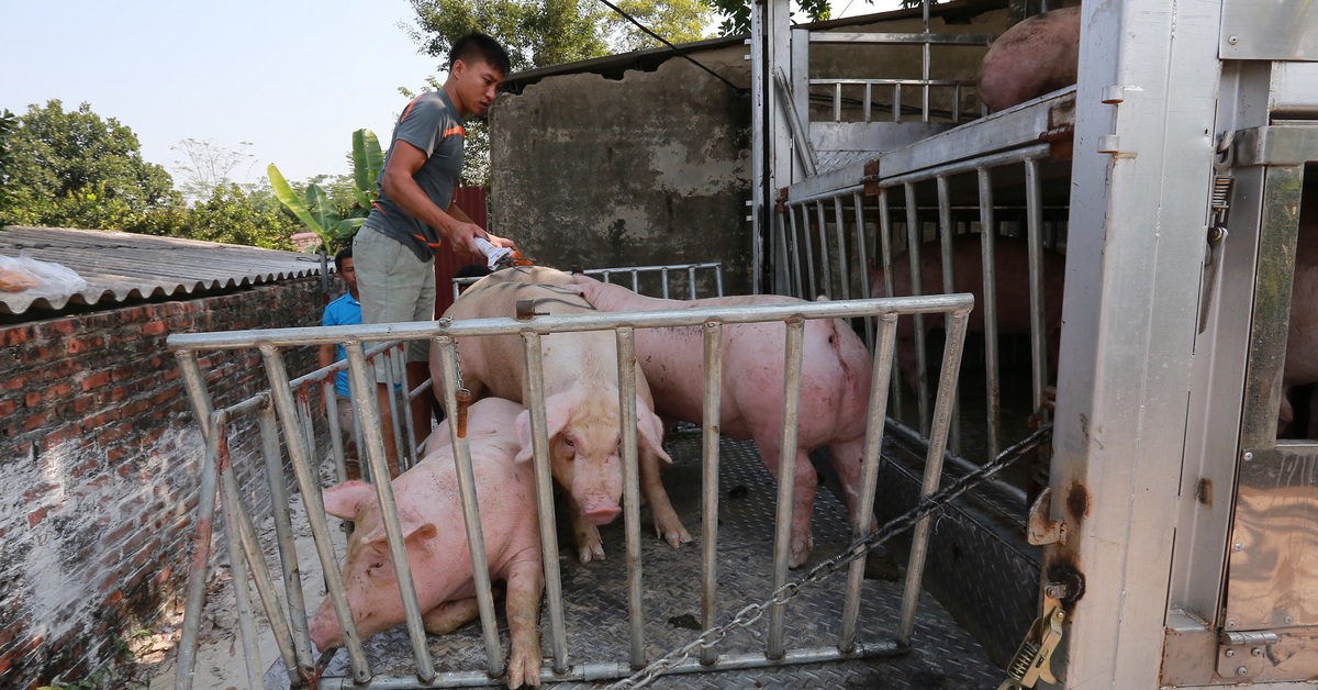 ហេតុអ្វី​បាន​ជា​តម្លៃ​សាច់​ជ្រូក​ខ្ពស់​បំផុត​ក្នុង​រយៈពេល​៣​ឆ្នាំ?