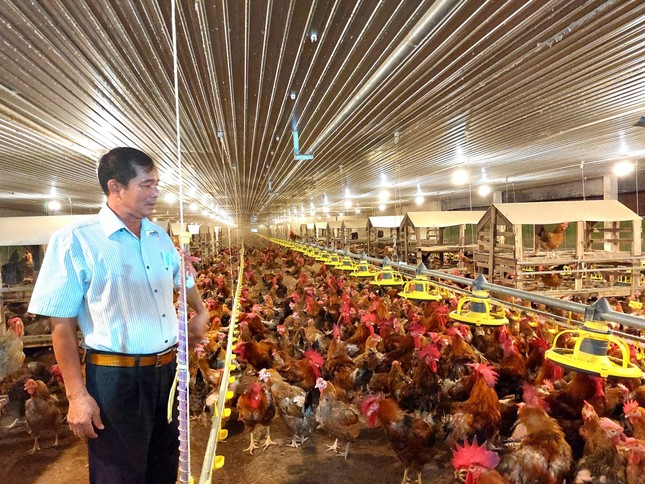 Thành tỷ phú nhờ nuôi gà công nghệ cao ảnh 1