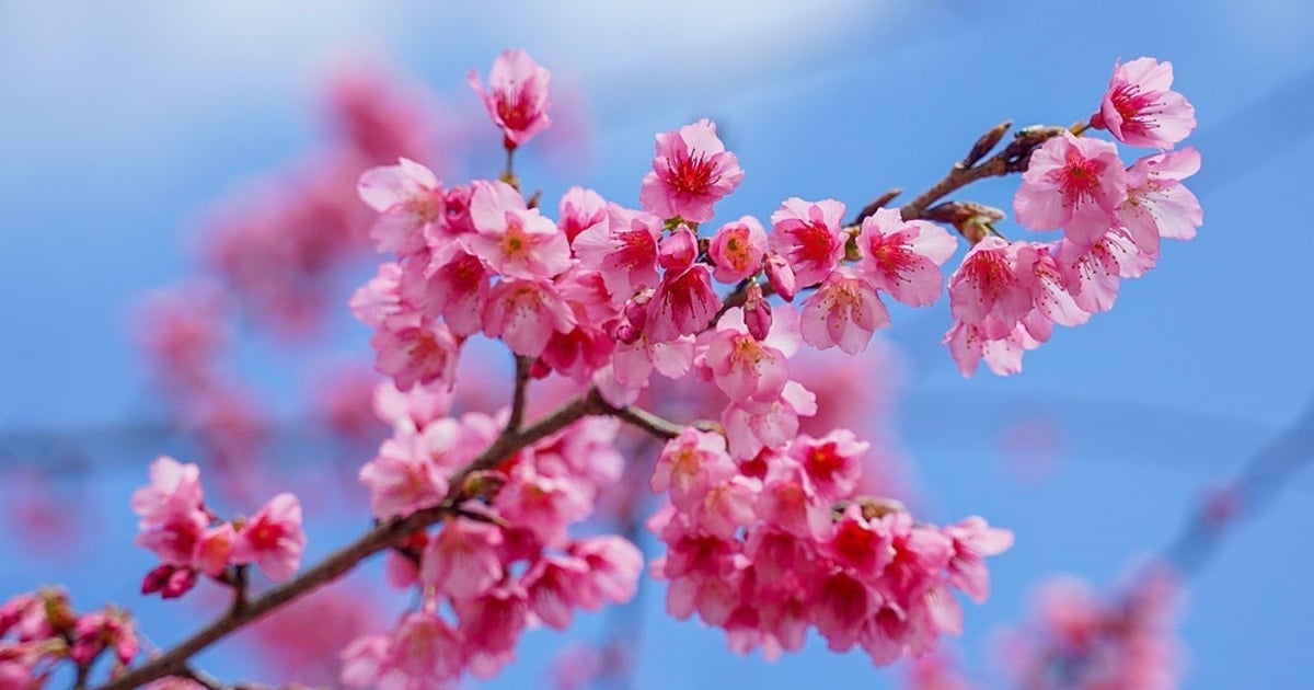 山岳地帯のキトゥオン村で初めての桜祭り