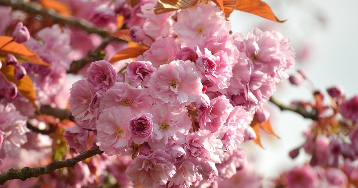 Quang Ninh: Festival de los cerezos en flor