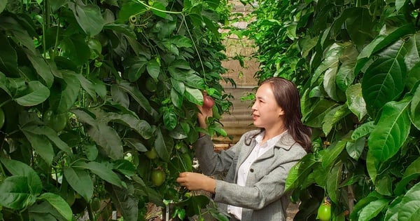 Laissant de côté leur carrière médicale, un jeune couple de Gia Lai a construit une serre pour cultiver des fruits de la passion violets, qui peuvent être récoltés toute l'année.