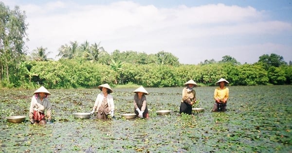 Water caltrop, a type of plant that swims well, bears fruit called tubers, which are sweet and delicious. People in Vinh Long sell them for more profit than growing rice.