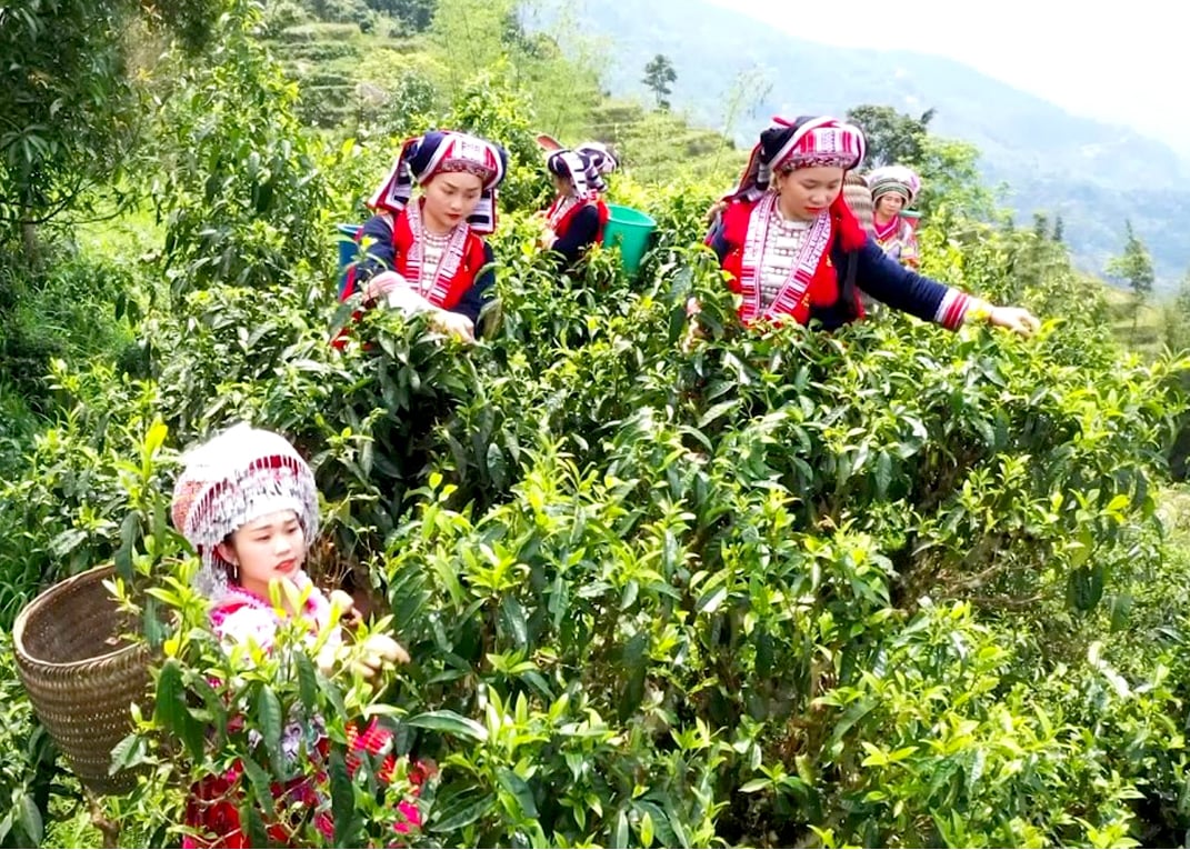 การผลิตเกษตรอินทรีย์ - ทิศทางที่มีประสิทธิผลและยั่งยืน