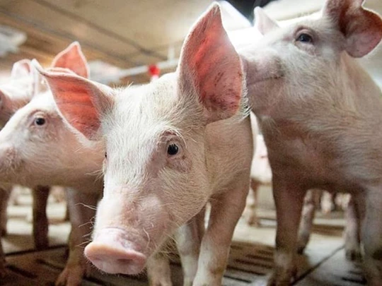 Schweinepreis am 20. März 2025: Abwärtstrend setzt sich fort