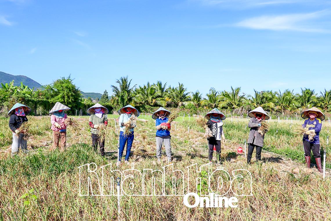 កសិករនៅឃុំ Ninh Son ប្រមូលផលខ្ទឹម។  