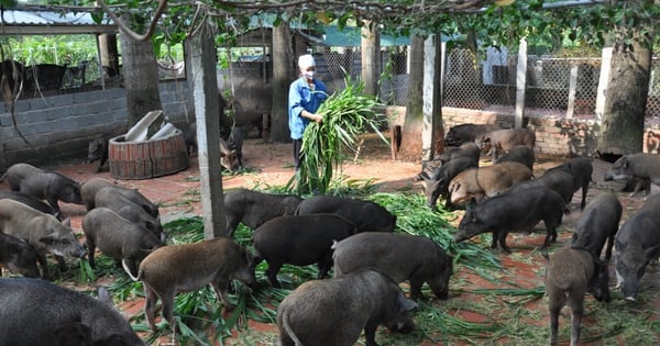 17 años después de la fusión con Hanoi, los ingresos de los habitantes de la comuna de Yen Binh aumentaron 10 veces, millones y los multimillonarios son innumerables.