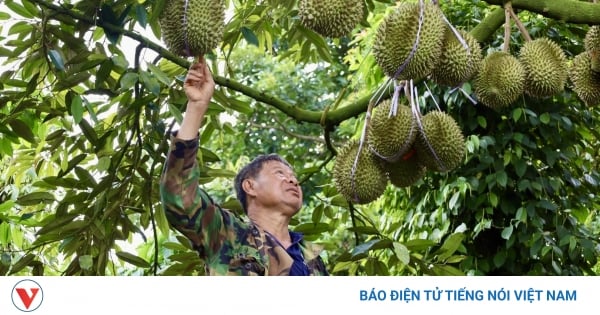 Más de 4.000 hectáreas de árboles frutales en Dak Lak cuentan con códigos de área de cultivo para exportación.