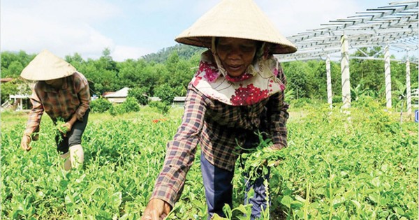 Phục hồi sinh kế sau dịch COVID-19 cho nữ nông dân tại các xã đặc biệt khó khăn của TT-Huế