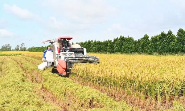 Sicherung der Versorgung und Stabilisierung des heimischen Reismarktes