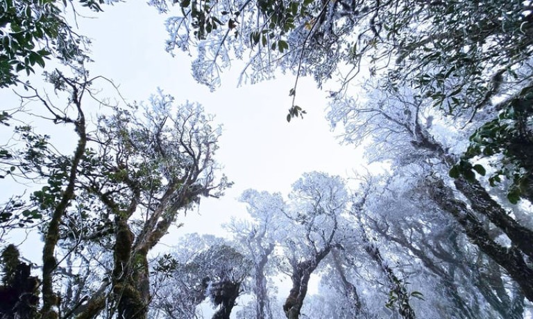 Mitte März tritt in Ta Xua Frost auf