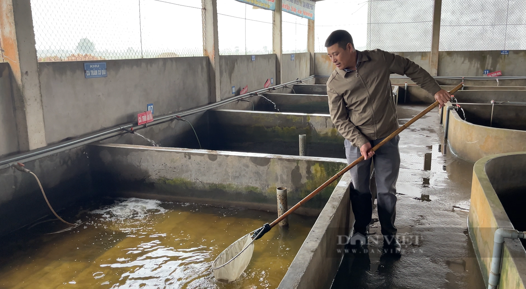 Tỷ phú Hưng Yên dùng cá đồng nuôi ra con đặc sản màu lạ là Nông dân Việt Nam xuất sắc năm 2020 - Ảnh 1.