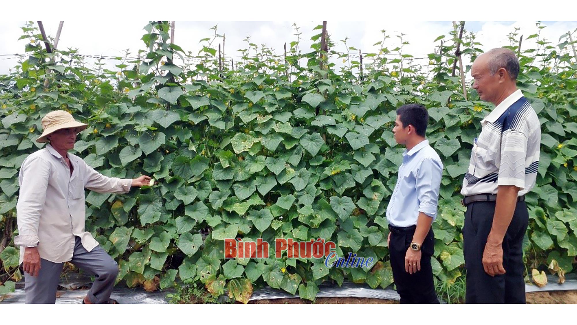 No land for rest - Binh Phuoc, Binh Phuoc News, Binh Phuoc Province News