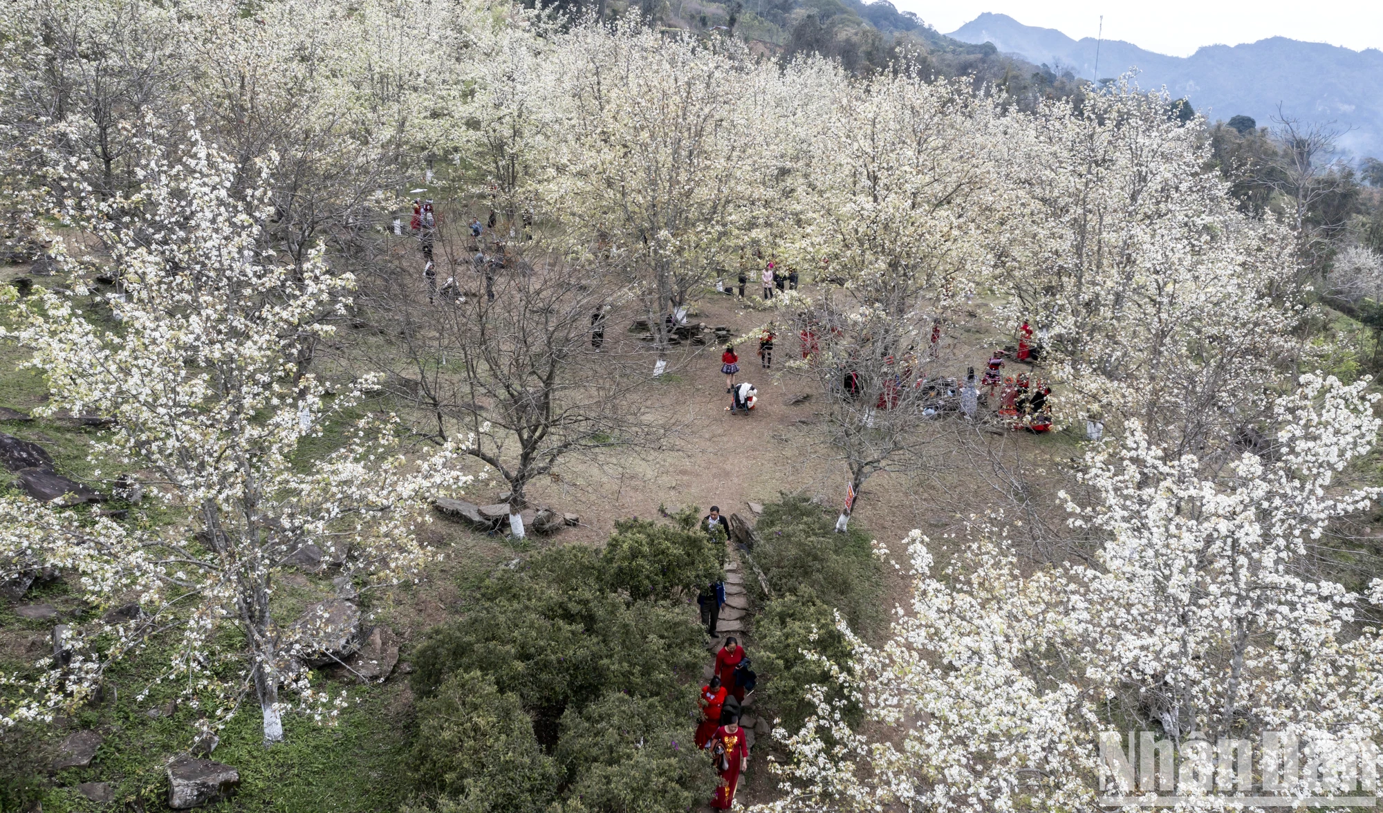 [Foto] Perdido en el jardín de flores de pera de cuento de hadas en Na Hang, Tuyen Quang foto 6