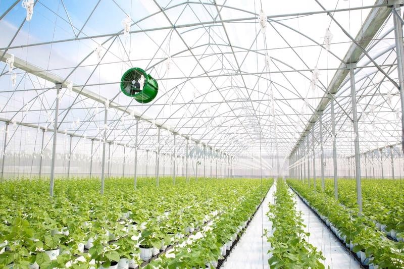 Hanoi acelera la aplicación de la tecnología digital en la producción agrícola