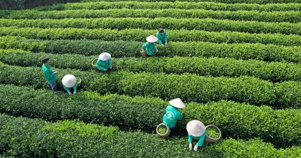 Die landwirtschaftlichen Produkte im Bezirk Phu Luong werden unter Einsatz hochtechnologischer Verfahren auf sichere Weise hergestellt.