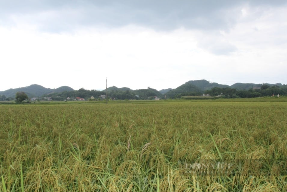 Huyện Phú Lương phát triển sản phẩm nông nghiệp thế mạnh theo hướng an toàn, bền vững - Ảnh 4.