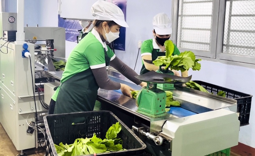 “Mỏ vàng xanh” đang dần lộ diện ở Gia Lai