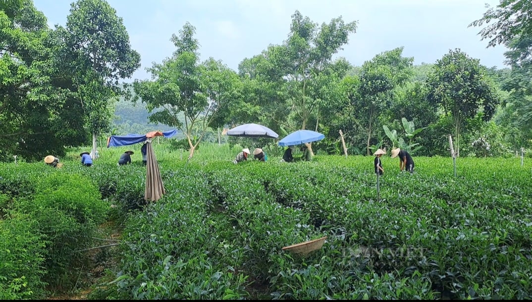 Huyện Phú Lương phát triển sản phẩm nông nghiệp thế mạnh theo hướng an toàn, bền vững - Ảnh 1.