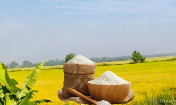 Rice exports increase