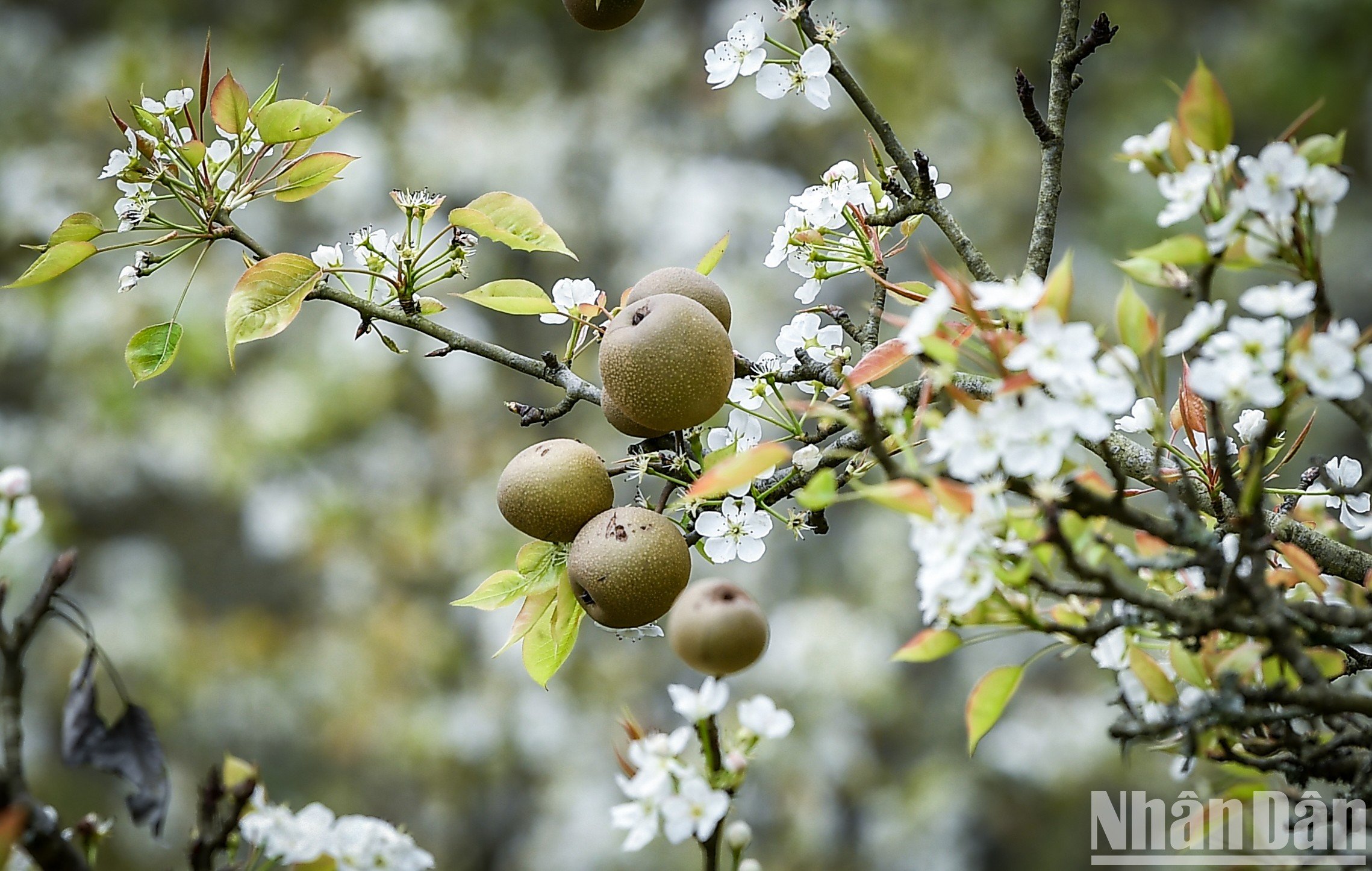 Perdu dans le jardin de fleurs de poiriers aux allures de conte de fées à Na Hang, Tuyen Quang