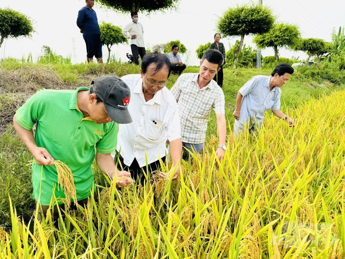 Giống lúa Hưng Long 555 hoàn toàn phù hợp đưa vào Đề án 1 triệu ha lúa chất lượng cao. Ảnh: Lê Hoàng Vũ.