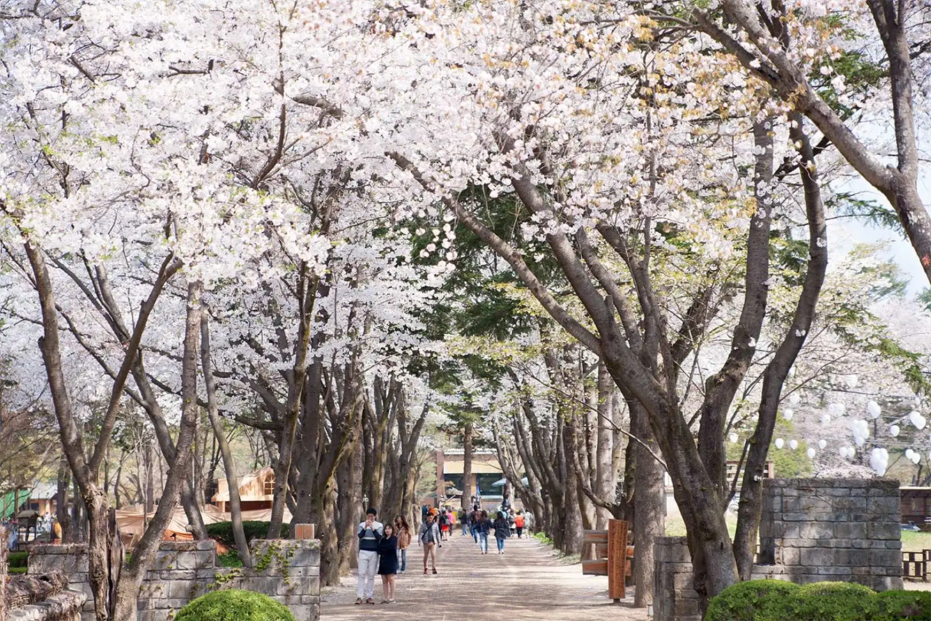 Lieux d'observation des cerisiers en fleurs en Corée, de Séoul à Jeju-1.png