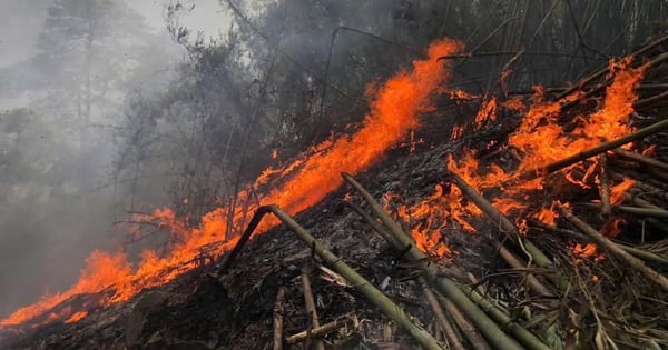 Лесной пожар на горе Нгием, более 500 человек тушили огонь