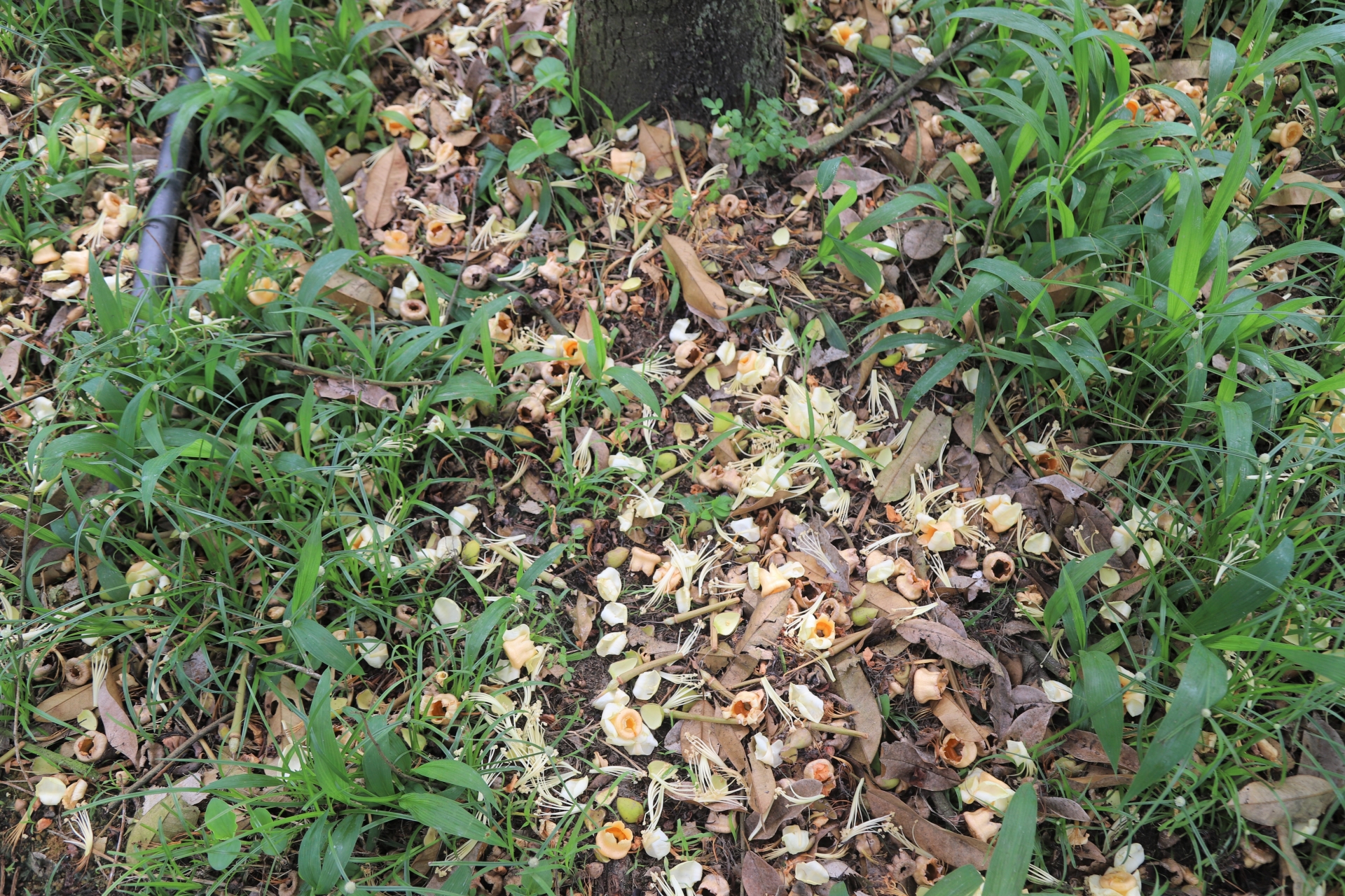 La situation des fleurs de durian qui se détachent et tombent sur les racines se produit fréquemment dans de nombreux jardins de durians de la commune de Ha Lam.