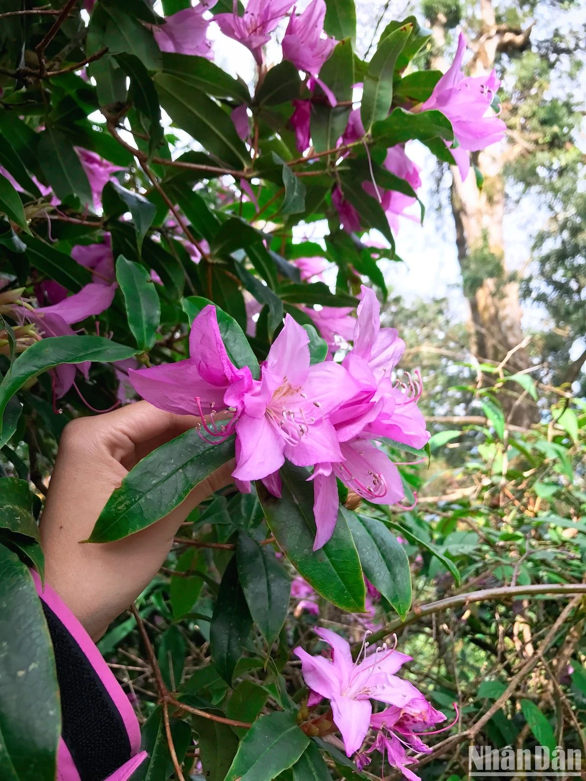 Admire los rododendros de principios de temporada en las montañas del noroeste, foto 7