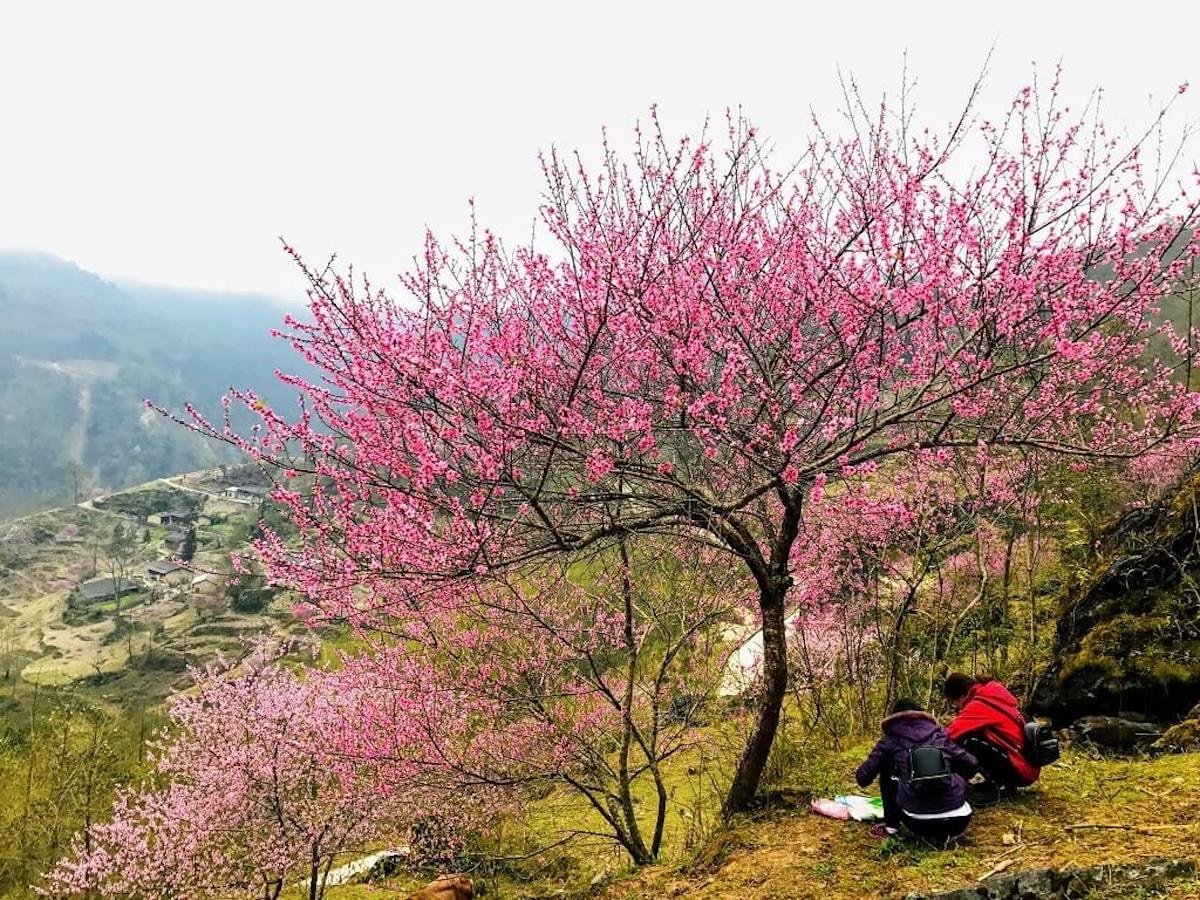 아시아에서 잘 알려지지 않은 벚꽃구경 명소 6곳에 하장(Ha Giang)이 포함됨