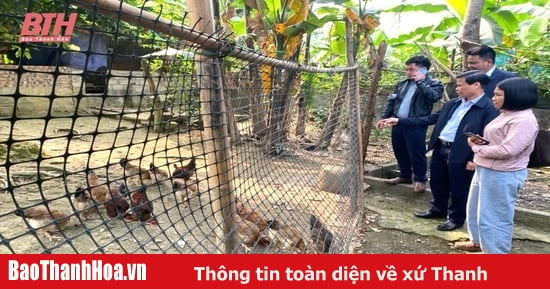 Évaluation de l'efficacité du projet Lier l'élevage commercial de poulets Lai Ho selon la chaîne de valeur dans le district de Thuong Xuan