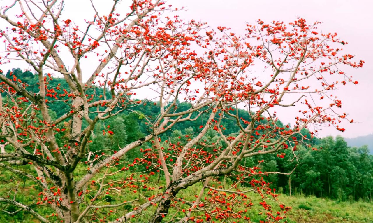 Flor de algodón roja