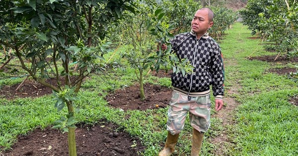 Tangerine, a specialty tree with delicious fruit, successfully grown by Lang Son farmers, earning 1 billion/year