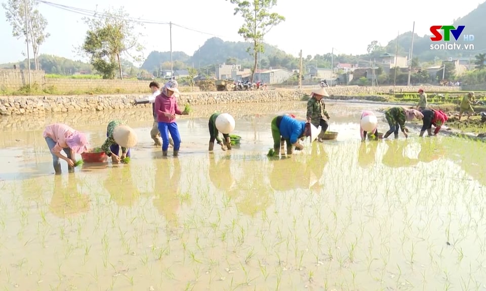 Toàn tỉnh gieo cấy trên 13.000 ha lúa xuân