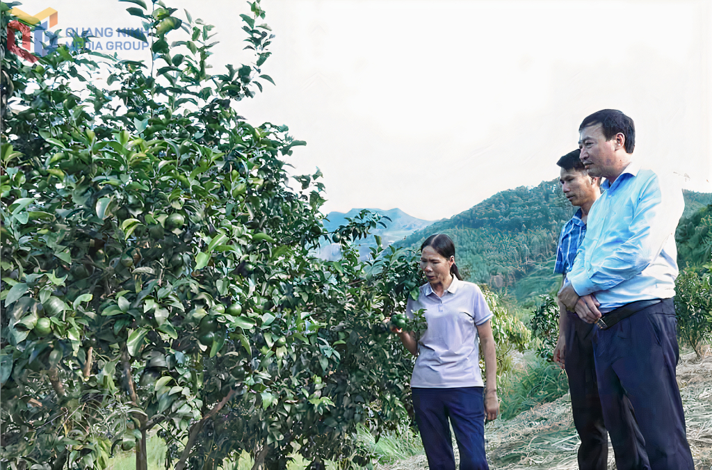 Leaders of Van Don district surveyed the orange garden of Orange 10-10 Cooperative (Van Yen commune).