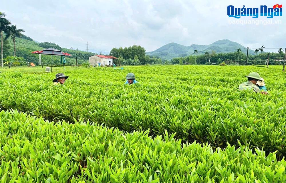 จัดระเบียบและสร้างสรรค์นวัตกรรมการดำเนินงานของบริษัทด้านการเกษตรและป่าไม้