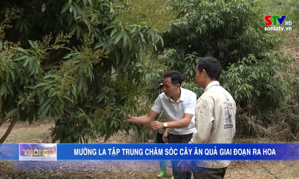 Muong La focuses on taking care of fruit trees during the flowering stage.