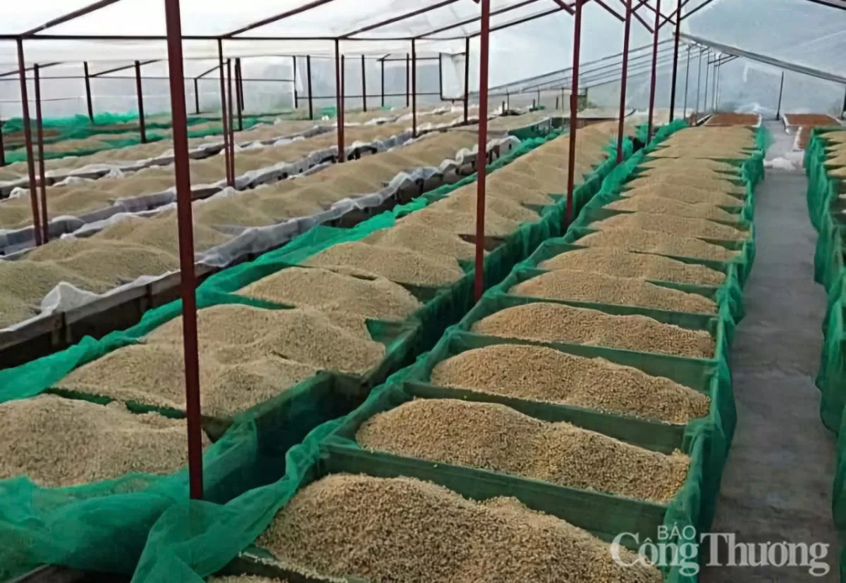 Giá cà phê hôm nay 21/3/2025 trong nước tăng 1.000 đồng/kg