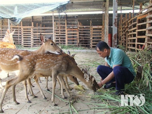 Ninh Son: Many new effective livestock models