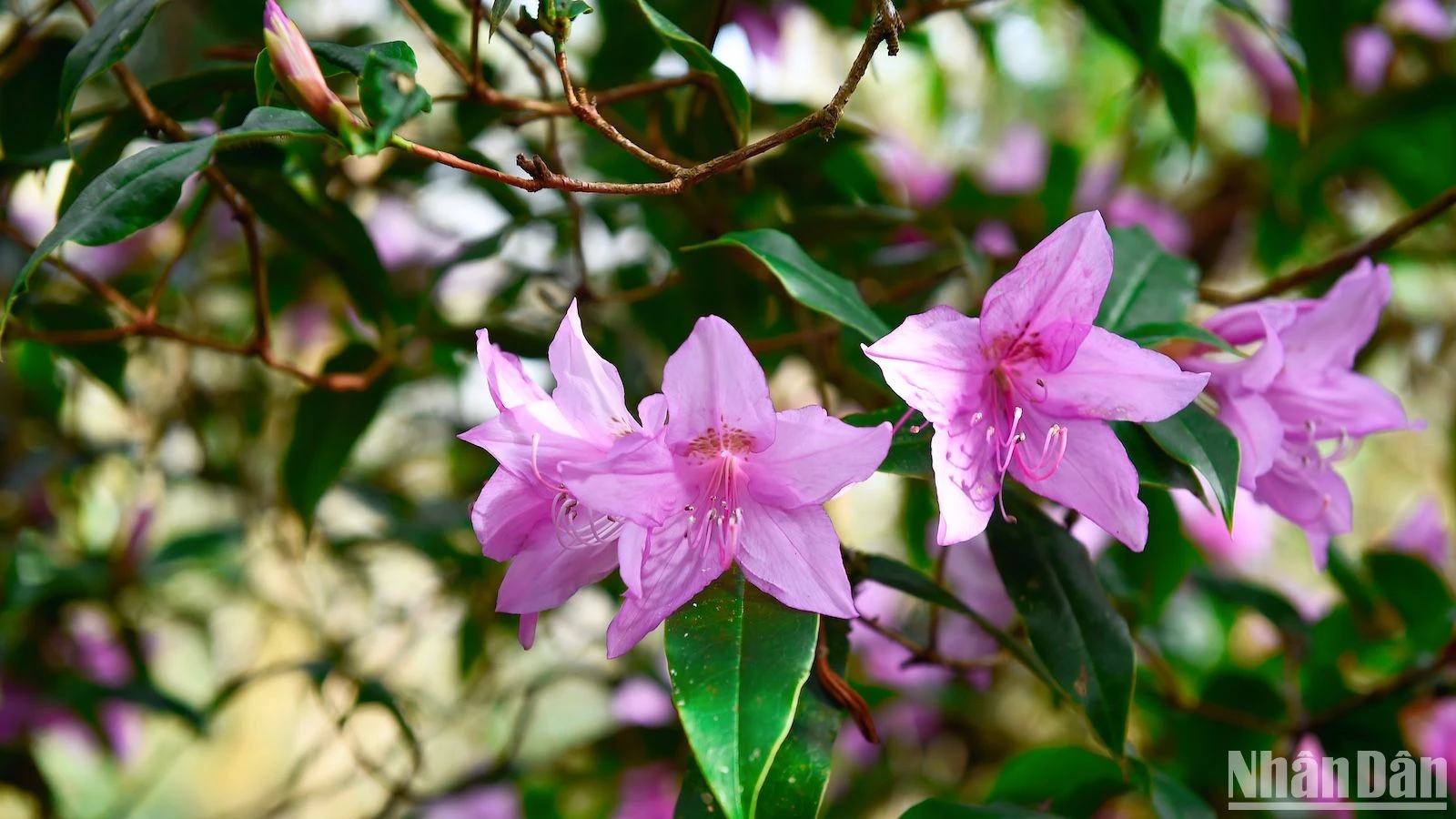 Admire los rododendros de principios de temporada en las montañas del noroeste, foto 9
