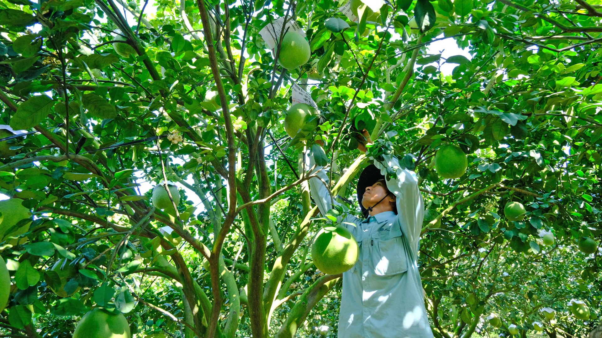 Muchos hogares cultivan pomelo de piel verde en la comuna de Quang Ngai, distrito de Da Huoai.   según criterios limpios y seguros para los consumidores