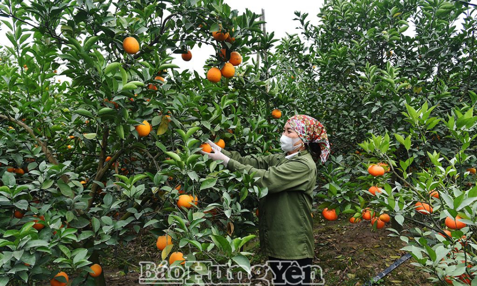 En toda la provincia se cultivan cerca de 3,9 mil hectáreas de naranjas y pomelos.